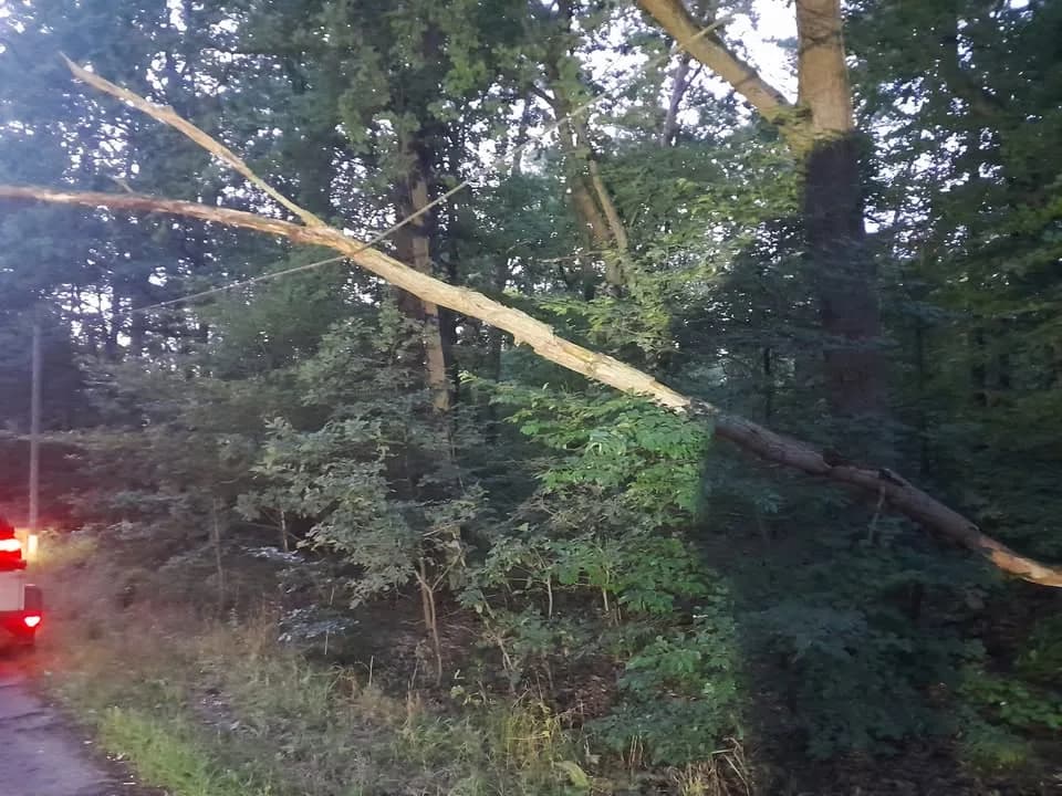 Baum auf Telefonleitung