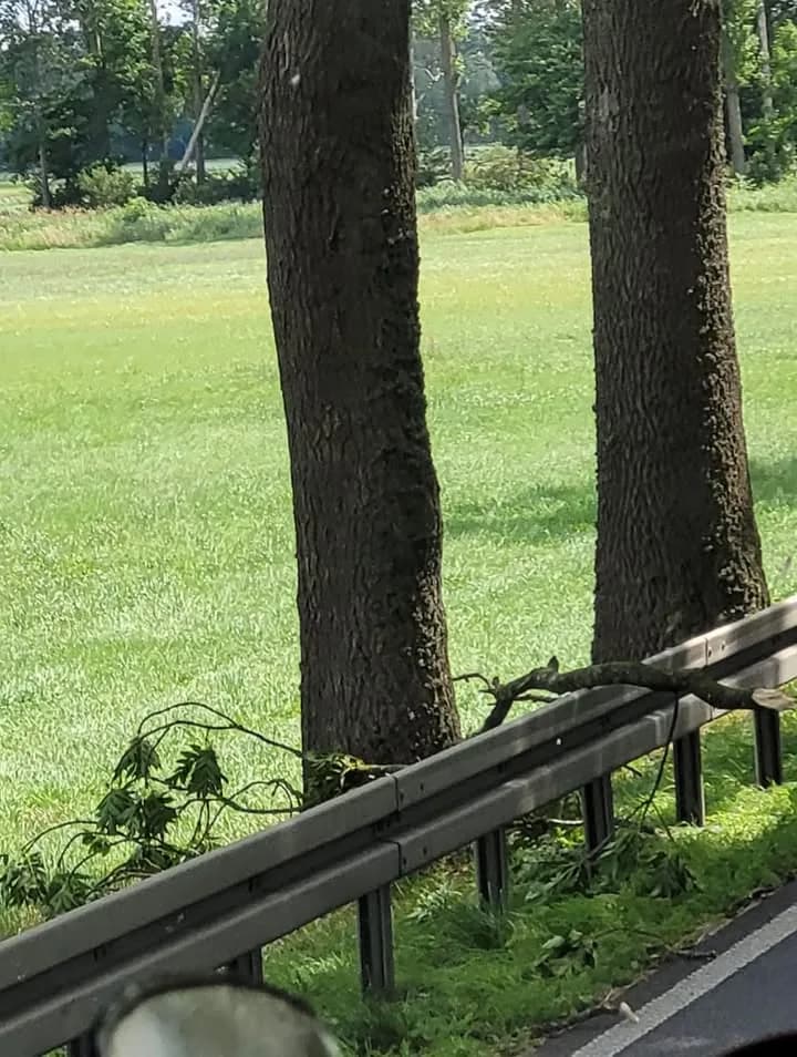 H - Ast auf Leitplanke