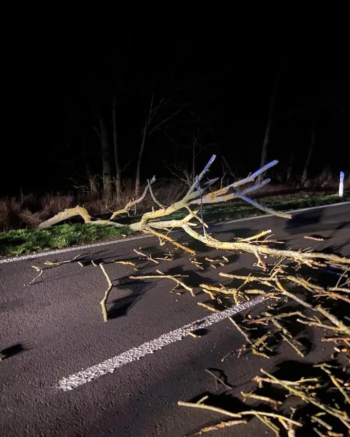 H Baum auf Straße