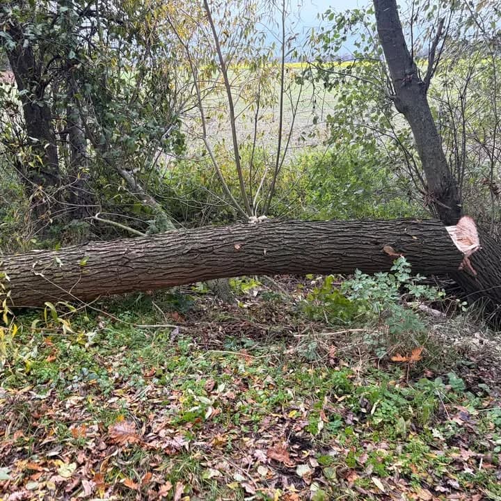 H H1_Sturm - Baum auf Straße