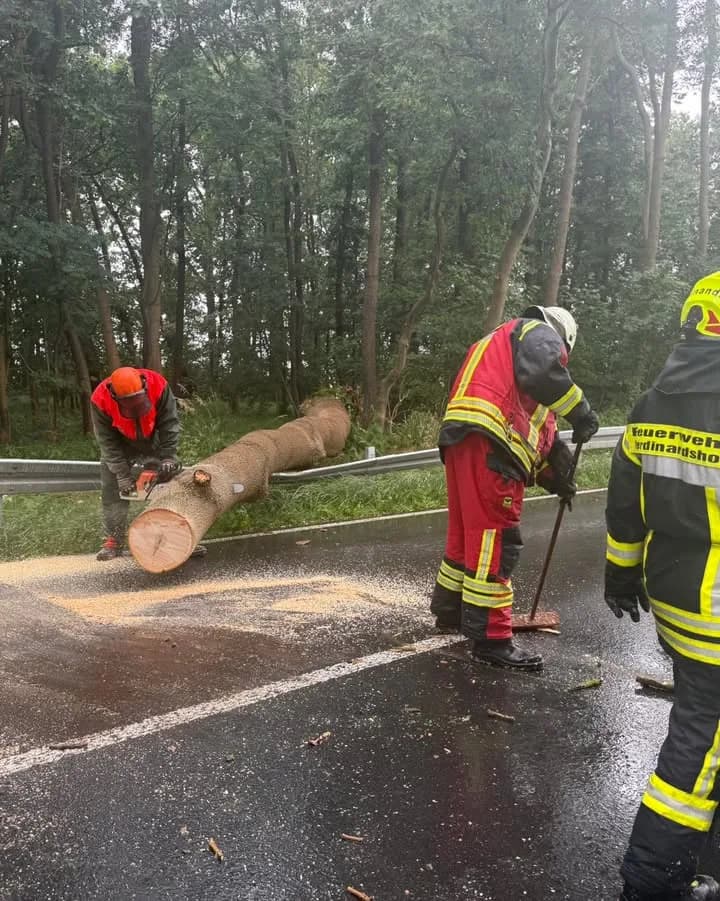 H- Klein Baum auf Straße