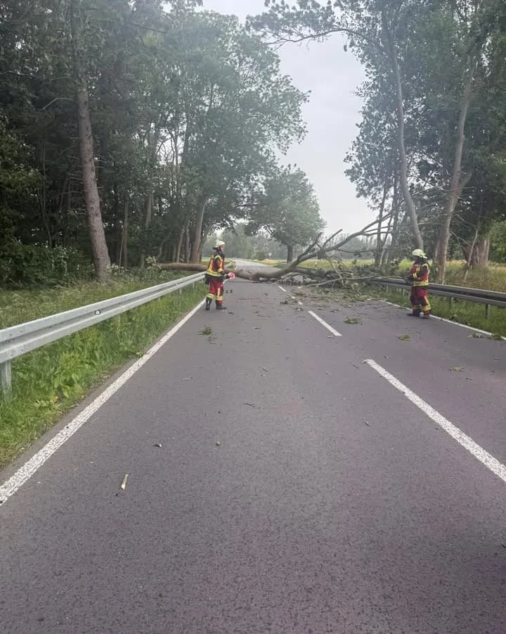 H- Klein Baum auf Straße