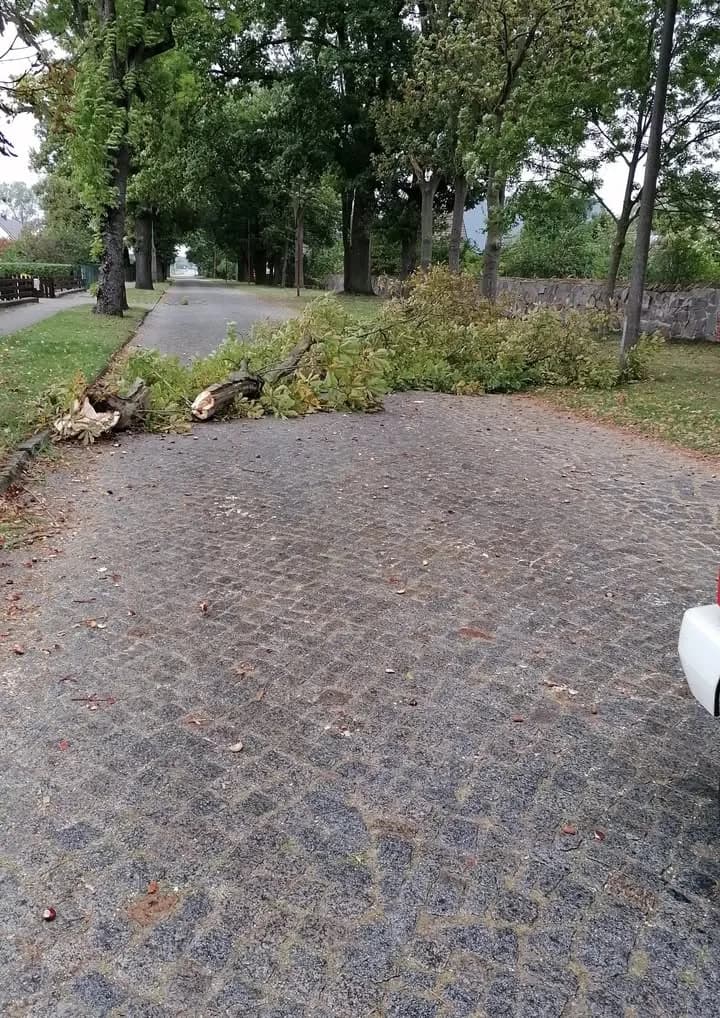 H-Klein Baum auf Straße