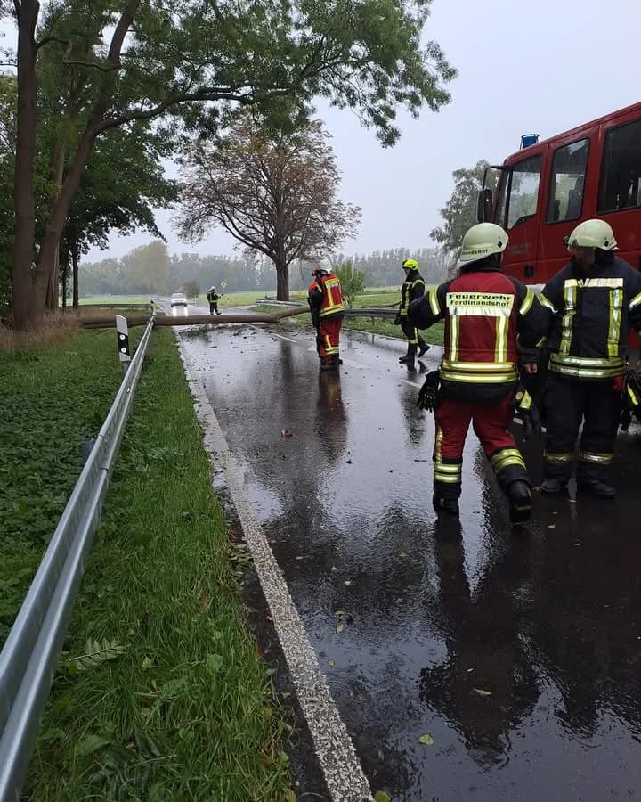 H-Klein Baum auf Straße