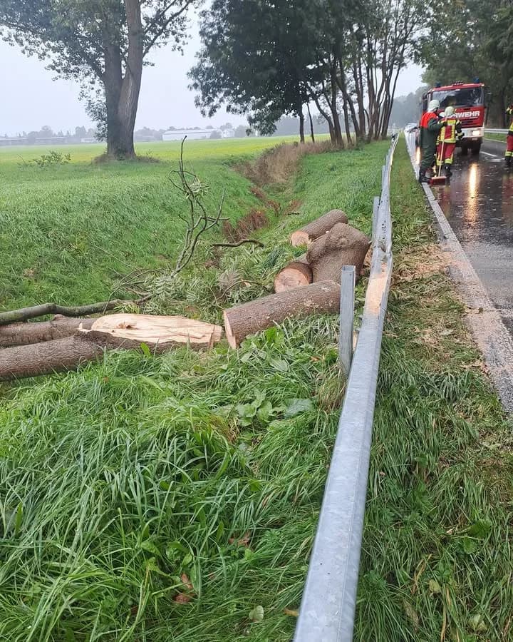 H-Klein Baum auf Straße