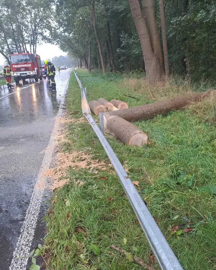 H-Klein Baum auf Straße