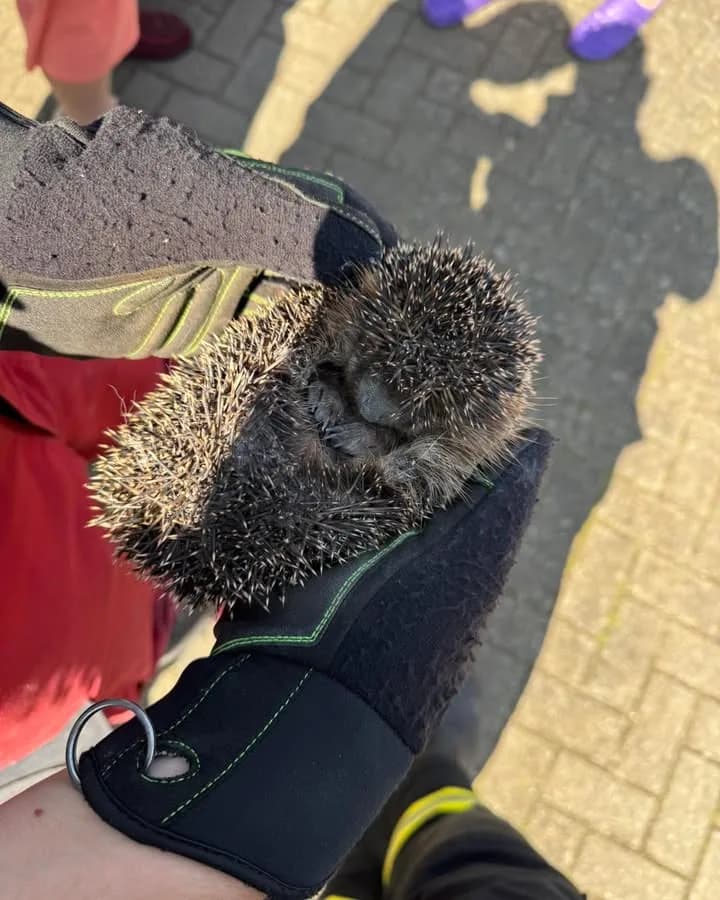 H- Klein Einsatz ohne Eile, Tierrettung