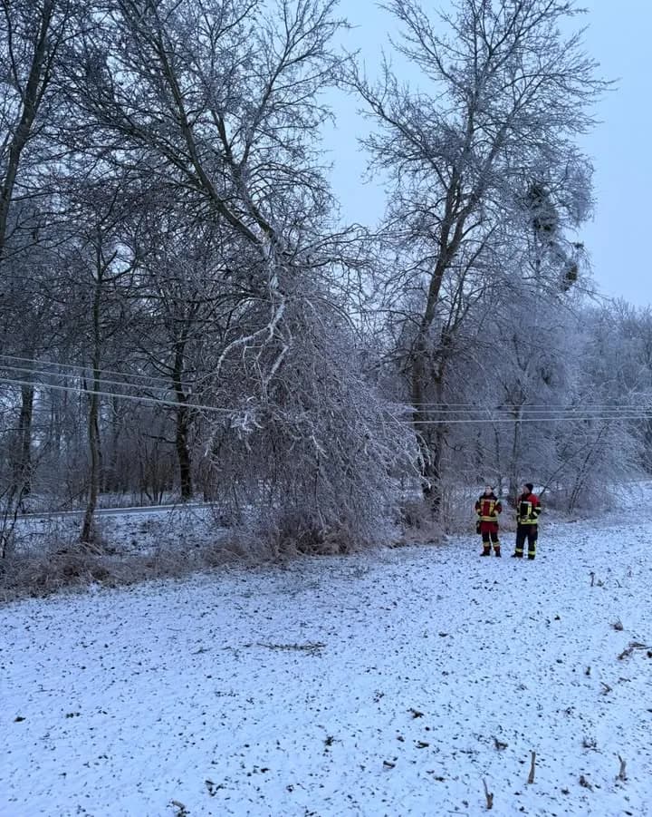 H1 - Baum auf Straße