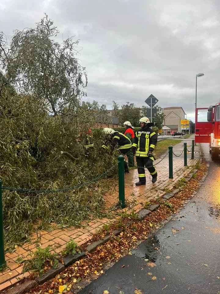 HH-Klein Baum auf Straße