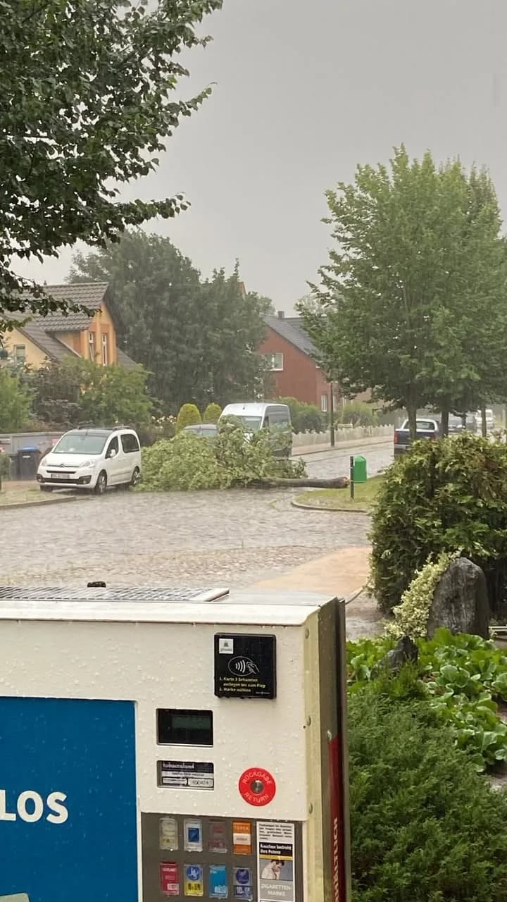 TH-Klein Baum auf Straße