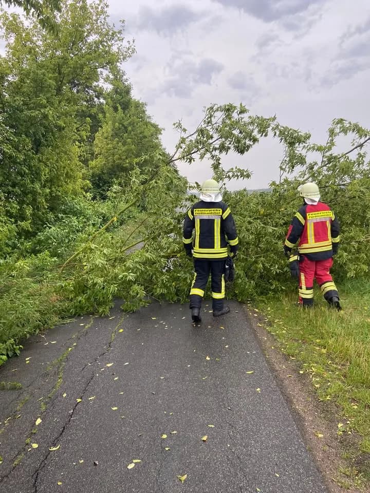 TH-Klein Baum auf Straße