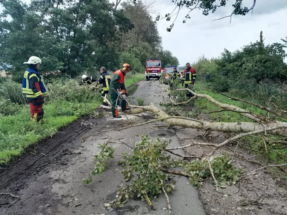Baum droht auf Straße zu stürzen.