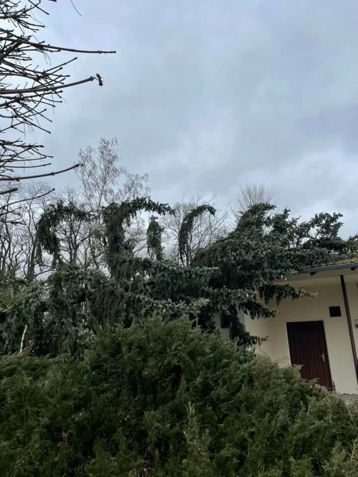 H - Baum auf Dach