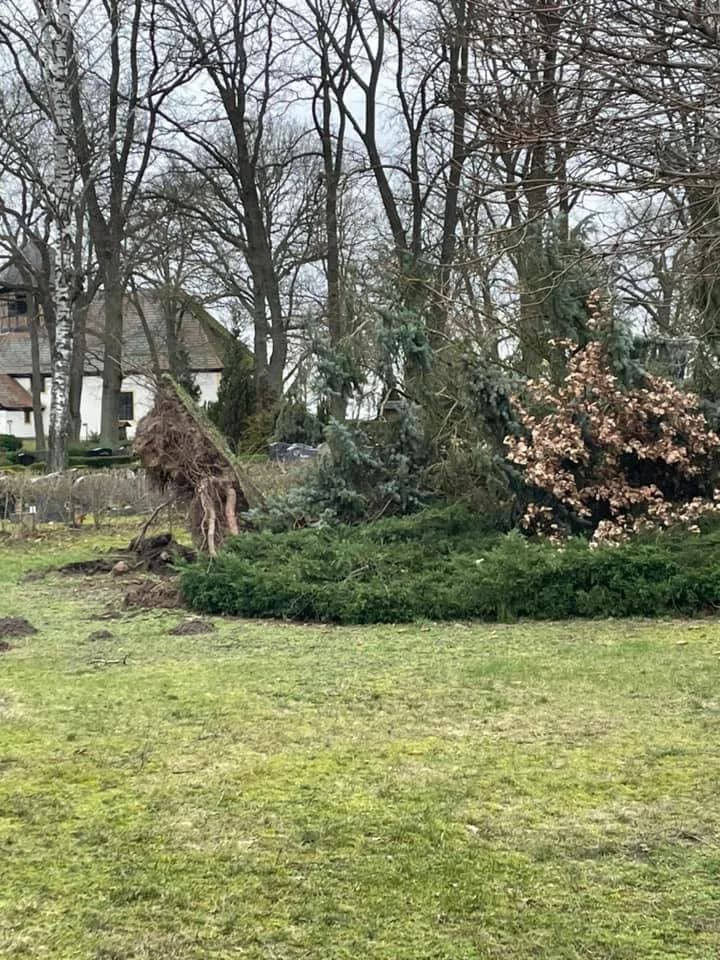 H - Baum auf Dach