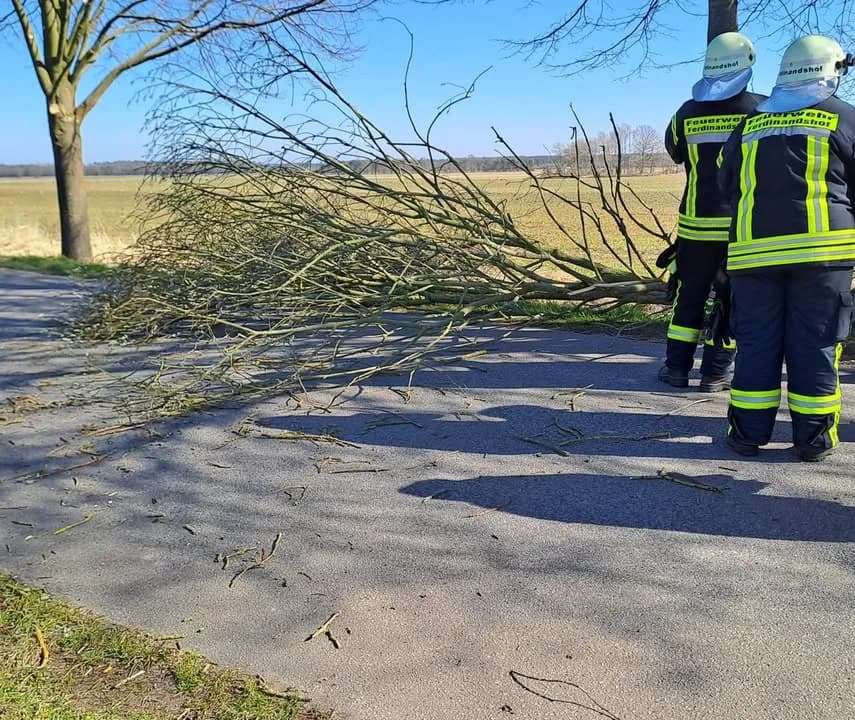 H Baum auf Straße