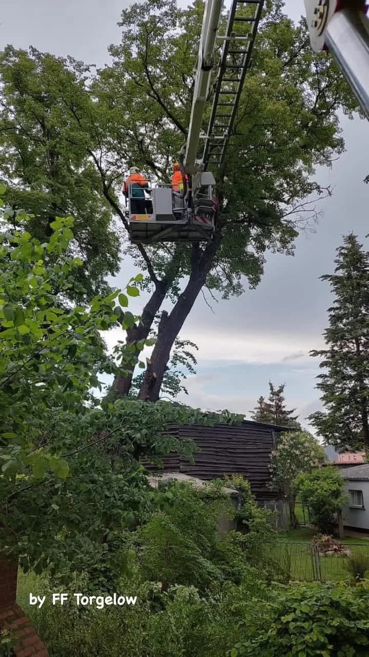 H Baum droht auf Gebäude zu fallen