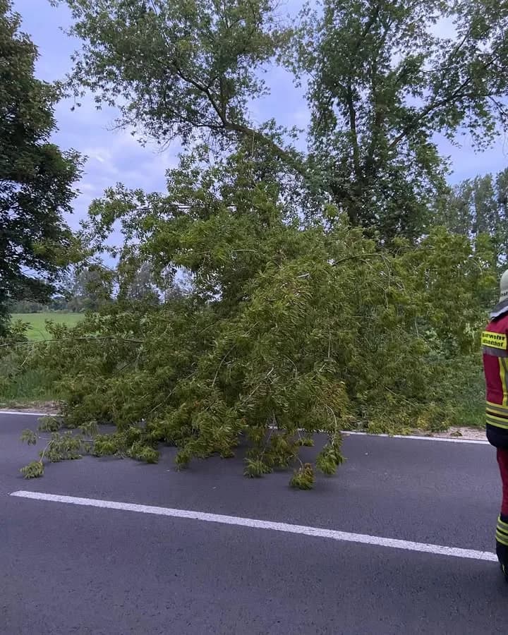 H- Klein Baum auf Straße