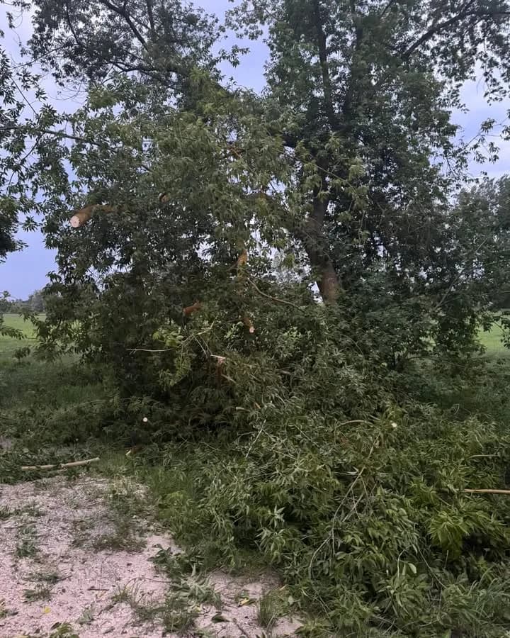 H- Klein Baum auf Straße