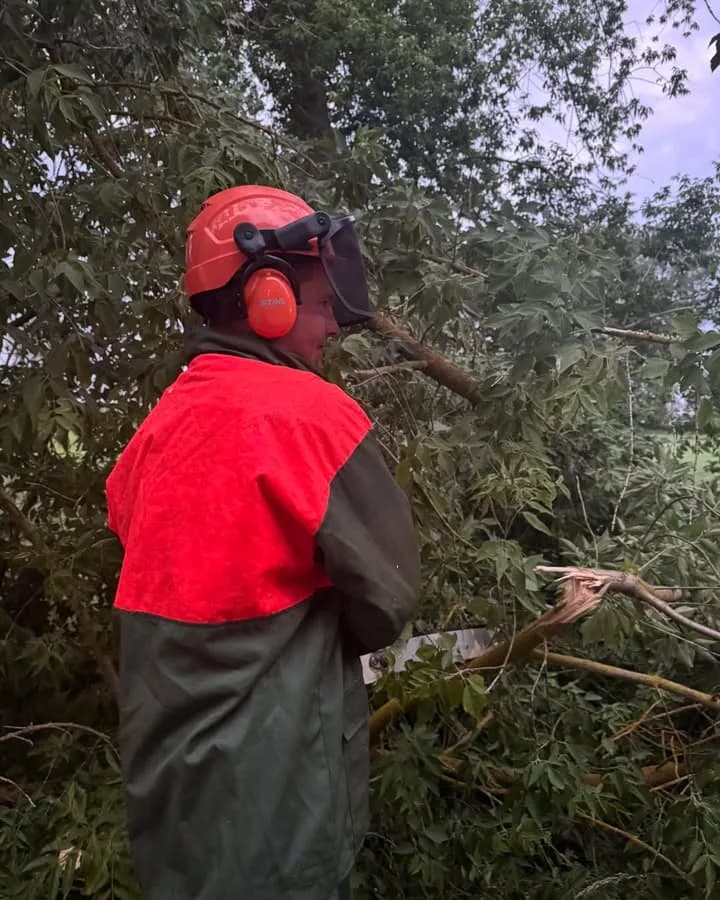 H- Klein Baum auf Straße