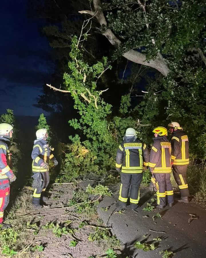 H- Klein Baum auf Straße