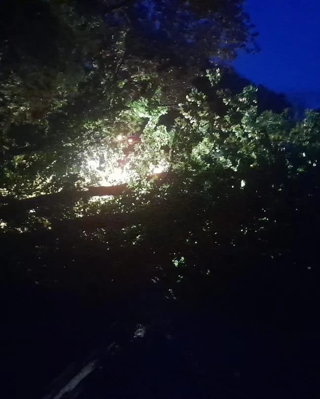 H- Klein Baum auf Straße