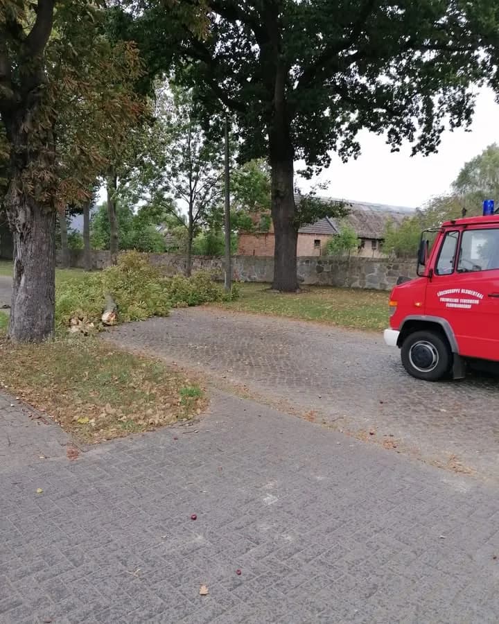H-Klein Baum auf Straße