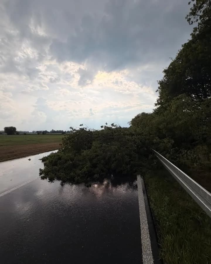 H1 Baum auf Straße / Straße unter Wasser