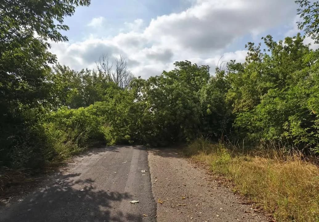 H1_Sturm - Baum auf Straße