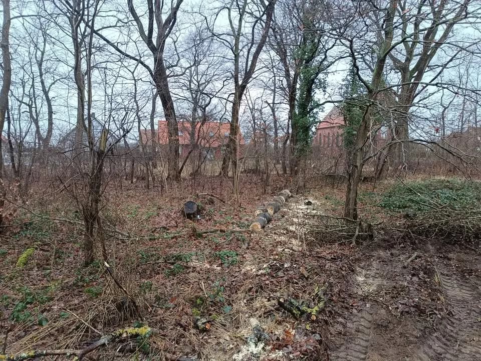 TH Klein Baum auf Straße