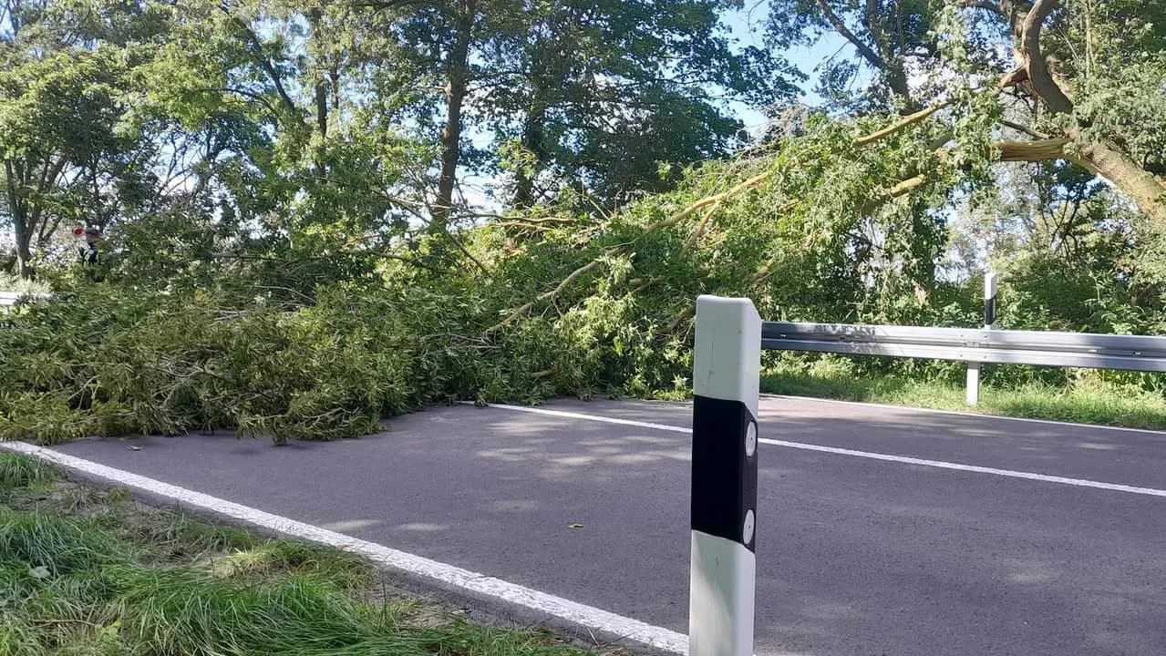 TH Klein Baum auf Straße