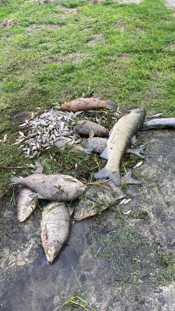 TH Klein- Wasserverunreinigung durch viele tote Fische