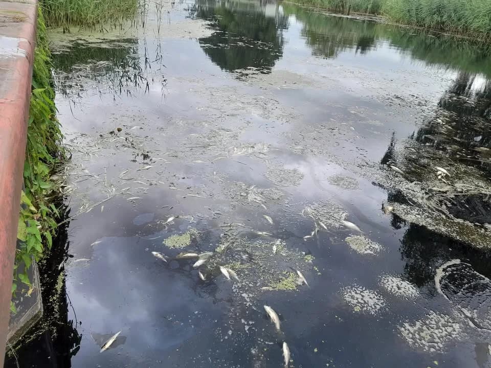 TH Klein- Wasserverunreinigung durch viele tote Fische