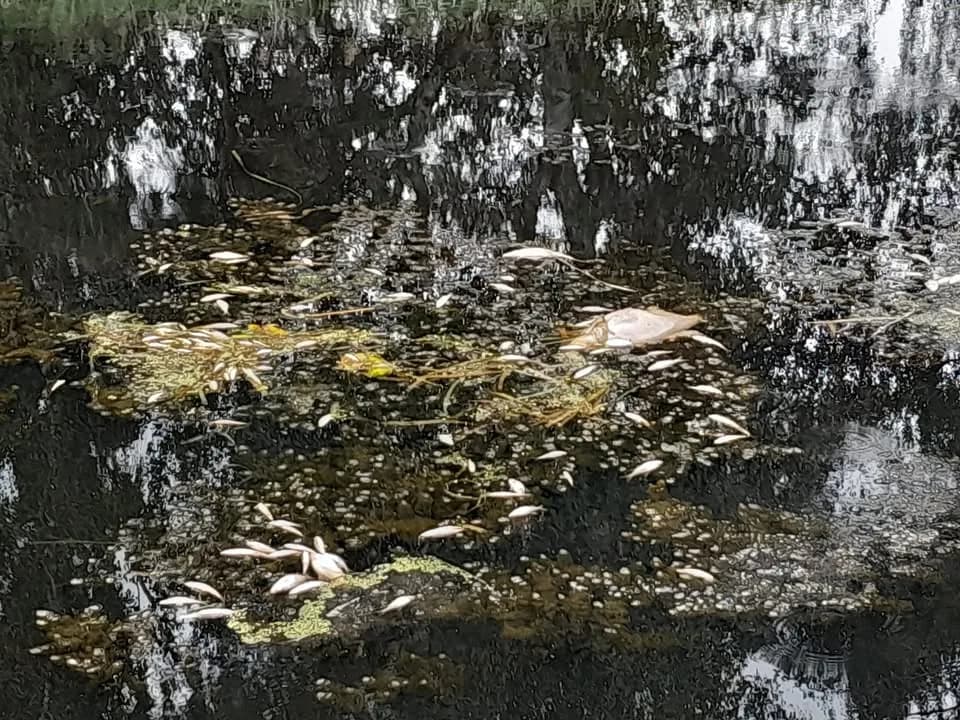 TH Klein- Wasserverunreinigung durch viele tote Fische