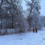 H1 – Baum auf Straße